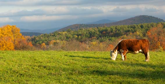 cow grazing in vermont pasture