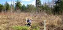 planting trees in woodstock vermont